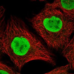 ARHGEF10 Antibody, Novus Biologicals 0.1mL; Unlabeled:Antibodies, Polyclonal